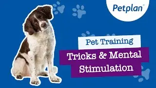 Mental Stimulation for Dogs - Petplan