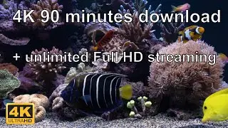 Aquarium Video Download in 4K Ultra HD + Unlimited Full HD Streaming