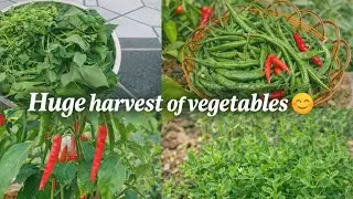Huge harvest of vegetables😍🌿🌱 | Kitchen garden