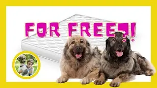 BEST ORTHOPEDIC DOG BED FOR PUPPIES OLDER DOGS ARTHRITIS DEGENERATIVE MYELOPATHY HIP DYSPLASIA 2021