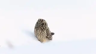 Short-eared Owl walking