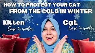 How to protect your cats from the cold in winter season🥶winter problems in persian cats✨