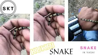 KUKRI BABY SNAKE | 🐍 | (NON - VENOMOUS SNAKE) SNAKE IN VASAI