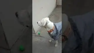 Pakistani Bully dog Max Catching Teeth Gear