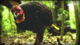 И млекопитающие отложили яйца (полный документальный фильм)