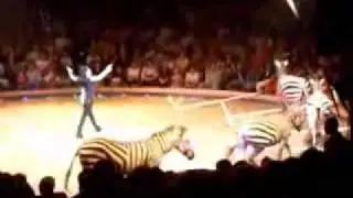 Zebras und Pferde im Circus Knie 2007