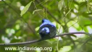 Asian Fairy Blue Bird, Bird, fauna, nature, wildlife, India, video, Suresh Elamon