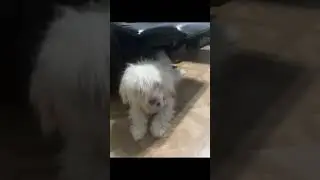 Pls like for my dog
