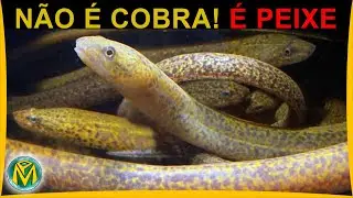 Essa CRIATURA Sobrevive em CONDI&Ccedil;&Otilde;ES EXTREMAS - (Mussum) Synbranchus marmoratus