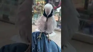 Black Collared Starling saying Hi #shorts