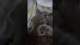 Cat afk/кот АФК ахахаха😹💗#shorts #cat #кот #afk #афк