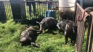 Pigs Splashing