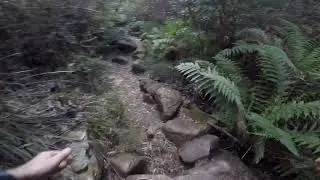 Red Hands Cave Trail Running - Blue Mountains National Park, NSW Australia