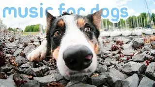 11 HOURS Deep Relaxation Dog Music! Reduce Anxiety and Stress in Dogs!