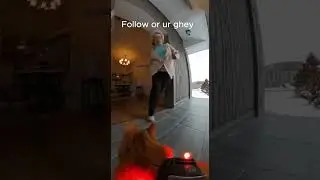 boomer kitty is here. Watch till the end! Follow! #cat #shorts #youtube #viral  #funny #shortsviral