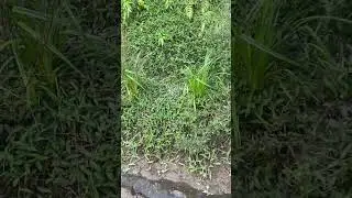 hết biết c&aacute; #dieutv l&agrave;m sao đ&acirc;y
