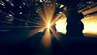 DARK FOREST VIDEO FOOTAGE - THE DARK FOREST AT NIGHT FREE HD VIDEO FOOTAGE - 48