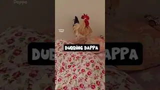 Alarm 🤣 #funny #cat #shorts #dog #shortsfeed #animals #dubbingdappa #hen #catvideos #dogshorts #pets