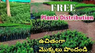 free plants distribution | plants giveaway | free plants nursery | get free plants | #freeplants