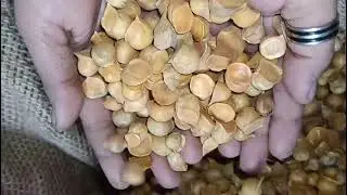 SAI HERBS Kashmiri Garlic (Allium sativum) | Natural Herb for Heart Health, Immunity & Wellness