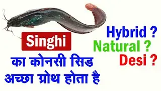 Singhi मछली का कोनसी Seed अच्छा ग्रोथ होता है ? - Which Singhi Fish Seeds best for High Growth ?