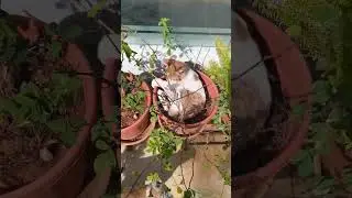Cute Kitten Play with garden #cat  plant