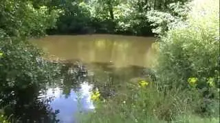 NEA MEADOWS LAKE, CHRISTCHURCH, DORSET