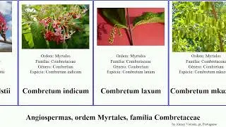 Angiospermas, ordem Myrtales, fam&iacute;lia Combretaceae combretum terminalia molle erectus angiosperms