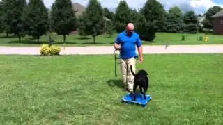 Part 2 Teaching the Place Command with Pak Masters Dog Training