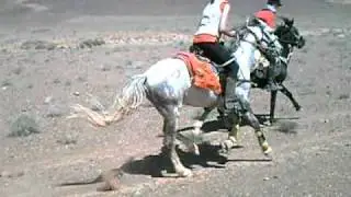 au galop avec quatre &eacute;talons barbe et arabe barbe (chevaux de randonn&eacute;e)
