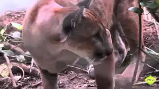 GNJaguar - Pumas