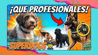 ¡Héroes de 4 Patas! 🐾Los Perros con TRABAJOS que no Creerás que Existen 😱. 10 razas de Superperros.