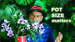 What's the PERFECT Pot Size for Your Streptocarpus Plant?