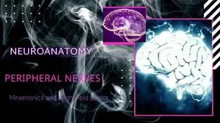 Peripheral Nerves - Neuroanatomy Mneumonics