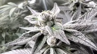 Viparspectra P2500 LED Grow Light: Cannabis Breeding: Week 7