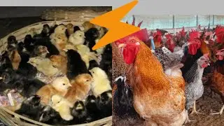 Multi Color's Chickens Breeding Farm In India Deep litter,Low Cost maintenance Farm #livelifetv