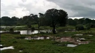 live African animals Tembe  Elephant park The rainy season in now      #animals #wildlife 