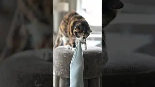 Foot Fight! Playful Cat vs Sock