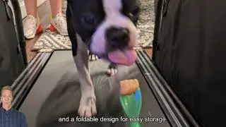 Best Dog Treadmill for Bulldogs: Top 4 Picks