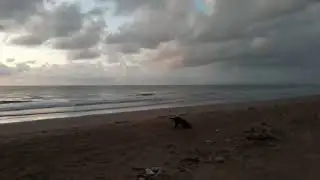 Cacha pregos Vera Cruz Bahia Brasil 