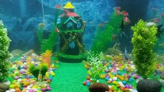 Balasore Aquarium Setup Very Low price Fish and Setup all Equipment available