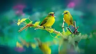 ভয় পেলে পাখিরা এইভাবে উরে যায় | Birds Vido Backround | Animal Video | Arman Vlog 24