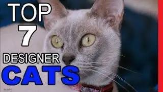 Top 7 Designer Cat Breeds