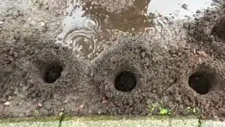 Palen/planten boor!