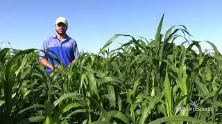Millborn Turbo (Sudangrass Hybrid)