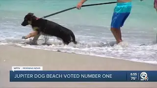Jupiter Dog Beach voted No. 1 dog-friendly beach