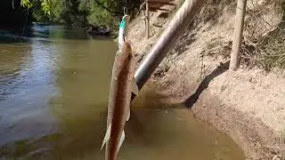 Pesca de tabarana rio itapetininga 