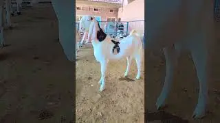 Sojat goat top quality #goat #sojatgoats #sojatgoatfarm #animals #sojatgoatkids #bakraeid