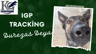 German Shepherd Tracking footsteps 💪