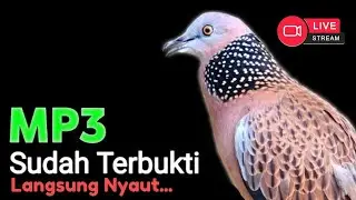 Suara Burung Derkuku Gacor Sangat Ampuh Untuk Pancingan Dan Pikat Tekukur Liar